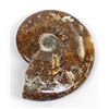 Image 4 : Large Moraccan Opalized Ammonite Fossil