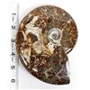 Image 7 : Large Moraccan Opalized Ammonite Fossil