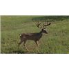 Image 2 : Texas, USA  2 Hunters for 3-Day Combo Whitetail & Exotic Hunt
