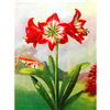 Image 1 : 1920's Amaryllis Flower Color Lithograph Print