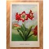 Image 2 : 1920's Amaryllis Flower Color Lithograph Print