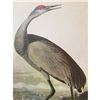 Image 1 : c1946 Audubon Print, #261 Sandhill Crane