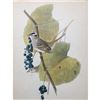 Image 1 : c1946 Audubon Print, #114 White-Crowned Sparrow