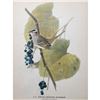 Image 2 : c1946 Audubon Print, #114 White-Crowned Sparrow