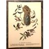 Image 2 : c1946 Audubon Print, #353 Chickadees And Bush-Tit