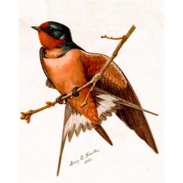 Early 1900's Barn Swallow Color Lithograph