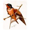 Image 1 : Early 1900's Barn Swallow Color Lithograph