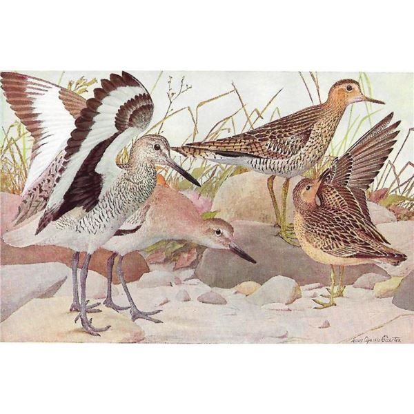 1936 Pearson Birds, #63 Upland Plover, Willet, Sandpiper