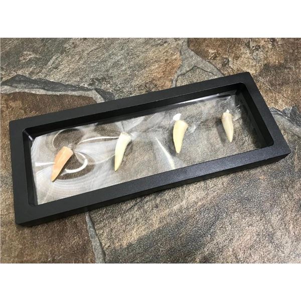 Prehistoric Predator Fish Fangs, Fossils
