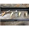 Image 4 : Prehistoric Predator Fish Fangs, Fossils
