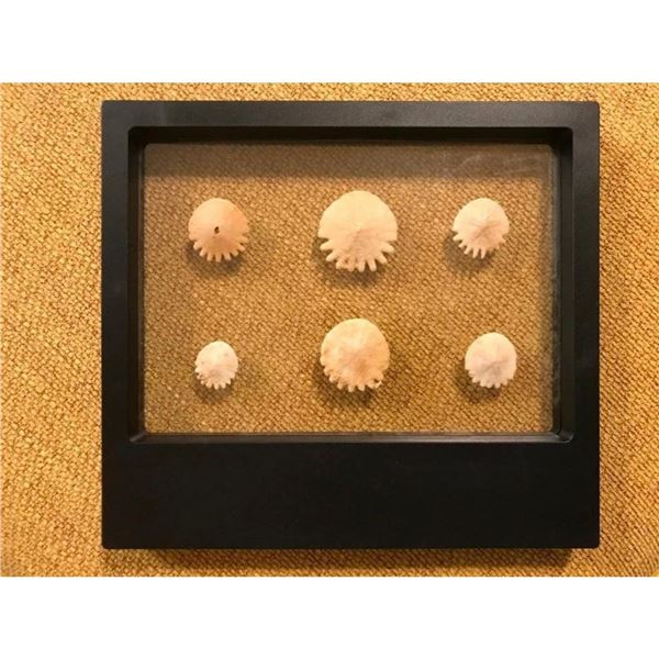Rare Prehistoric 175 Million Year Old Sand Dollars