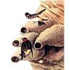 Image 1 : c1946 Audubon Print, #68 Cliff Swallow
