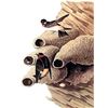 Image 2 : c1946 Audubon Print, #68 Cliff Swallow