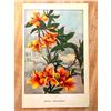 Image 2 : 1920's Azalea Color Lithograph Print