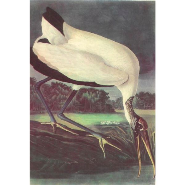 c1950 Audubon Print, Wood Ibis