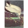 Image 1 : c1950 Audubon Print, Wood Ibis