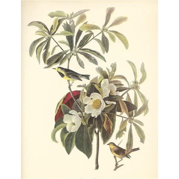 c1950 Audubon Print, Backman's Warbler