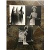 Image 1 : Group of Victorian, Edwardian Ladies Photo Prints