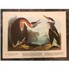 Image 2 : c.1946 Audubon Print, #298 Holboell's Grebe