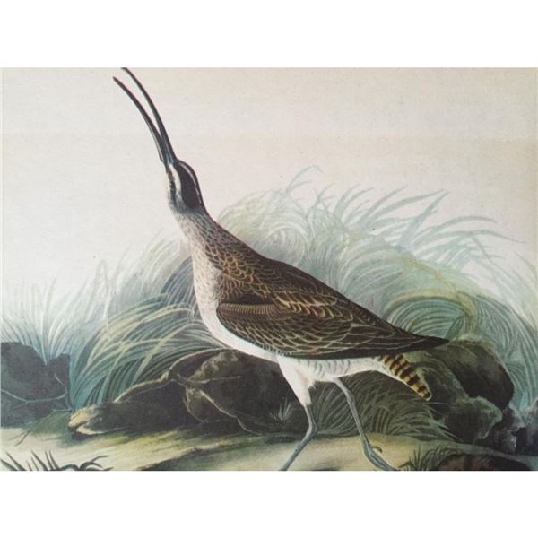 c1946 Audubon Print, #237 Hudsonian Curlew