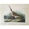 Image 2 : c1946 Audubon Print, #237 Hudsonian Curlew
