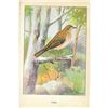 Image 2 : 1920's Veery Color Lithograph Print