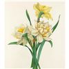 Image 1 : After Pierre-Jospeh Redoute, Floral Print, #82 Narcisses, Daffadil