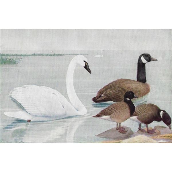 1936 Pearson Birds, Canada Goose, Whistling Swan, Brant