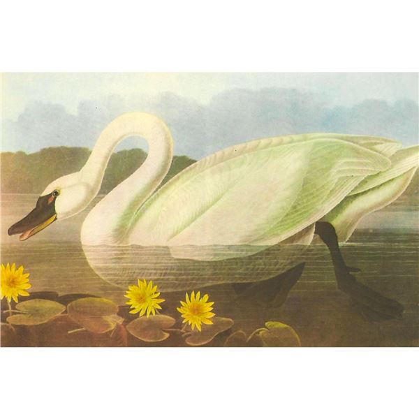 c1950 Audubon Print, Whistling Swan