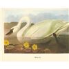 Image 2 : c1950 Audubon Print, Whistling Swan