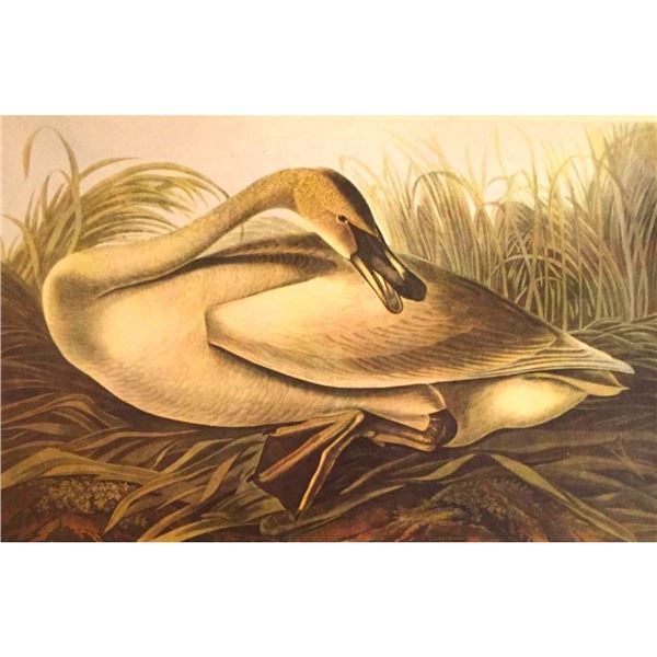 c1946 Audubon Print, #376 or #406 Trumpeter Swan