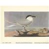 Image 2 : c1946 Audubon Print, #279 Cabot's Tern