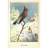 Image 2 : 1920's Cedar Waxwing Color Lithograph Print