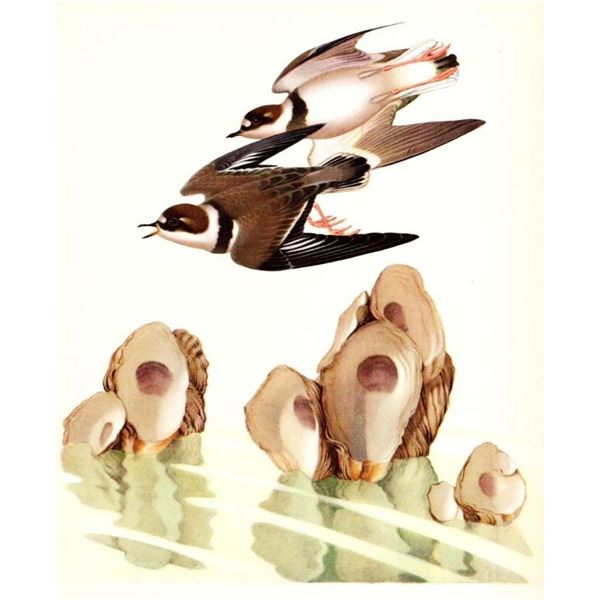 1950 Menaboni Bird Lithograph, Semipalmated Plover