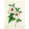 Image 1 : After Pierre-Jospeh Redoute, Floral Print, #54 Althea Frutex ( Hibiscus)