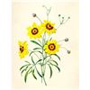 Image 1 : After Pierre-Jospeh Redoute, Floral Print, #24 Tickseed