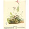 Image 2 : c1946 Audubon Print, #70 Henslow's Sparrow