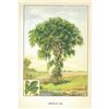 Image 2 : 1920's American Elm Color Lithograph Print