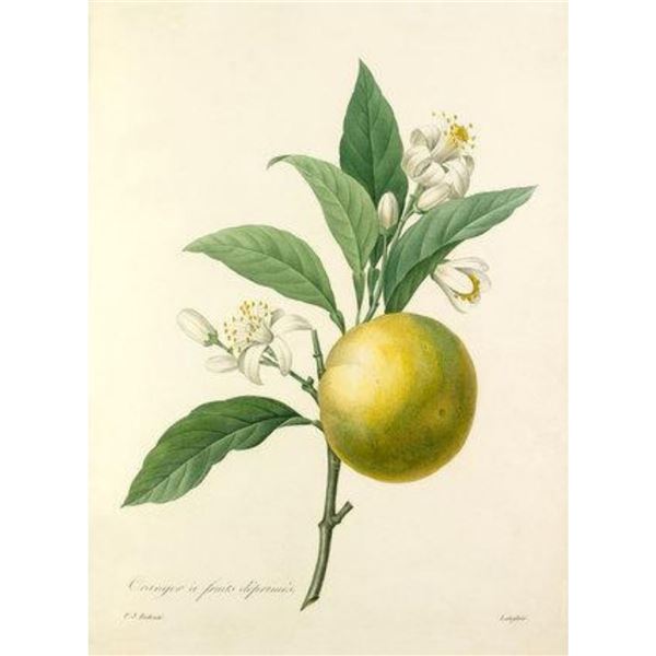 After Pierre-Jospeh Redoute, Floral Print, #89 Oranger a fruits deprimes (Oranges)