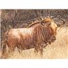 Image 2 : Sable,Golden Wildebeest, Blue Wildebeest,  and Impala Safari for 2 Hunters and 2 Observers