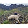 Image 3 : Mountain Goat Hunt in British Columbia