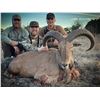 Image 3 : West Texas Free Ranging Aoudad