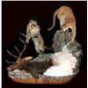 Image 2 : $1000 Taxidermy Credit