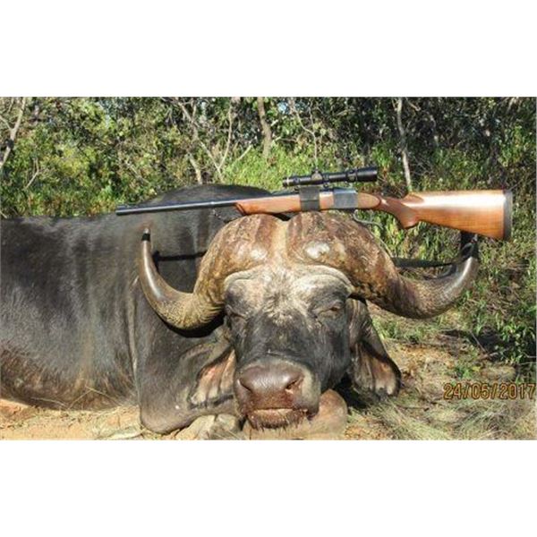 Cape Buffalo Hunt