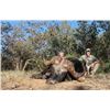 Image 2 : Cape Buffalo Hunt