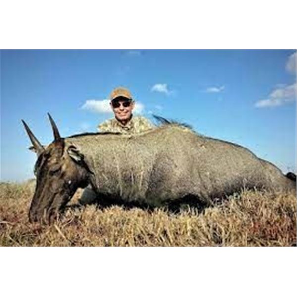Choice of Nilgai, Scimitar Oryx, or Aoudad for One Hunter
