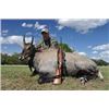 Image 2 : Choice of Nilgai, Scimitar Oryx, or Aoudad for One Hunter