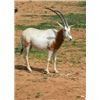 Image 3 : Choice of Nilgai, Scimitar Oryx, or Aoudad for One Hunter