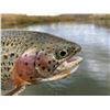 Image 3 : Trout Fishing Float Trip on the World Famous San Juan River, New Mexico for 2 Anglers