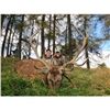 Image 1 : Scotland Red Stag Hunt